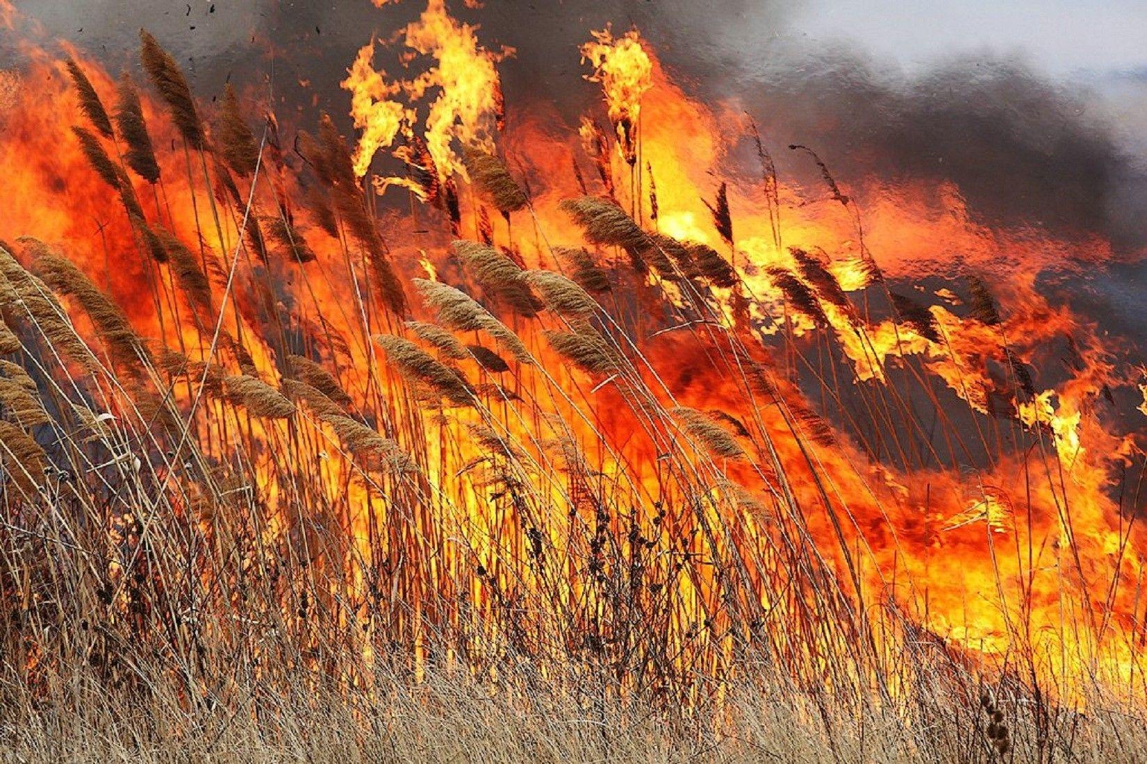 Чрезвычайная пожарная опасность 5 класса ожидается в некоторых районах Воронежской области