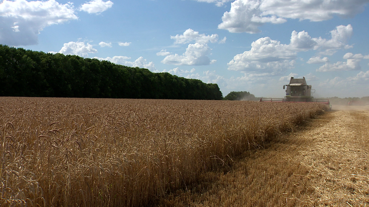 Итоги сбора урожая на 1 октября