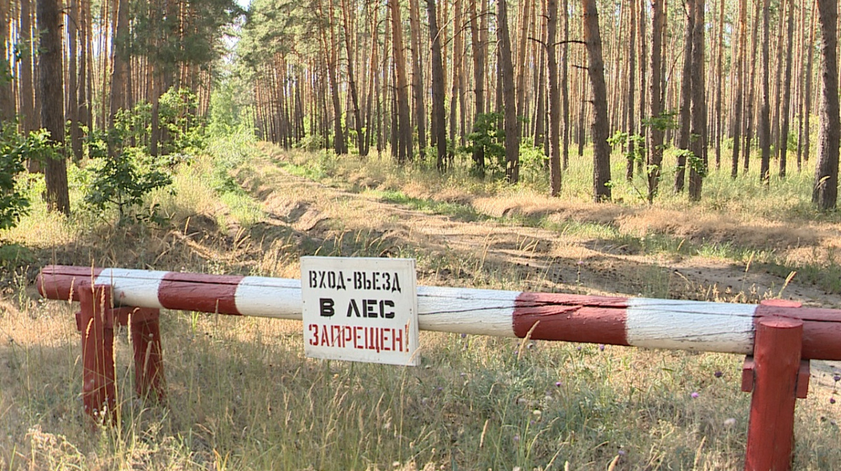 Воронежцев просят воздержаться от посещения лесов