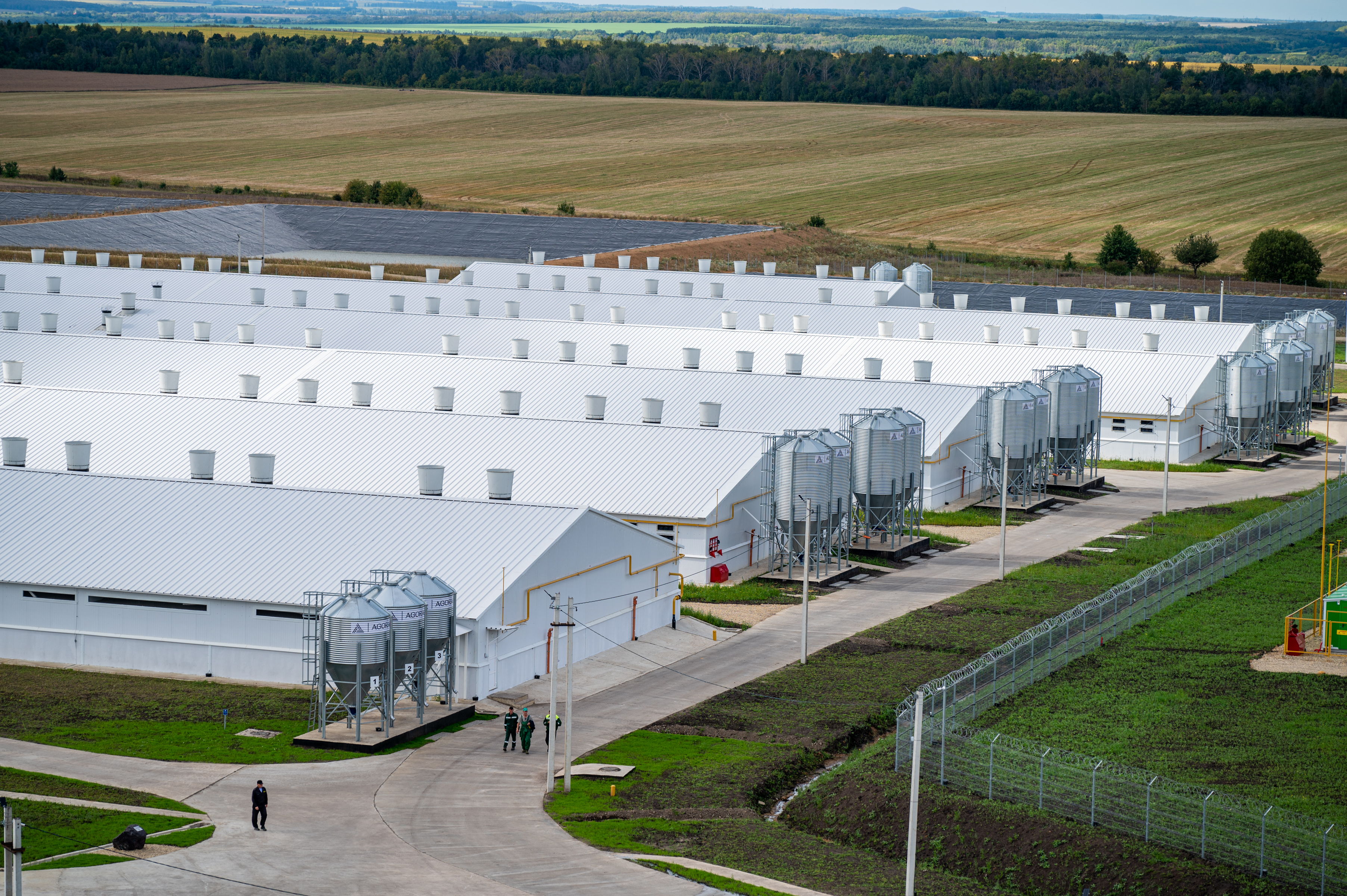 АГРОЭКО отчиталась о росте производства свинины на 9%