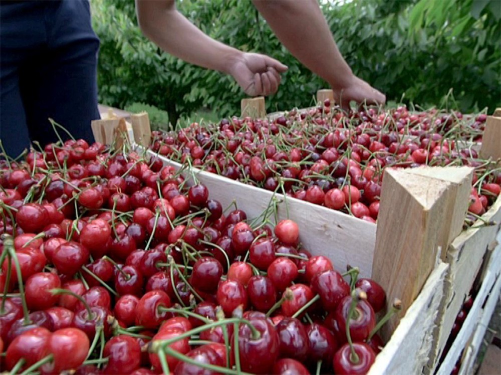 «Агротехника» создает плодово-ягодное производство