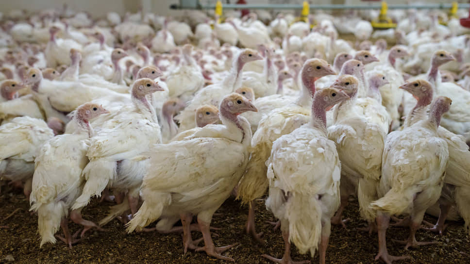 «Донская индейка» начала строительство племрепродуктора индейки под Воронежем