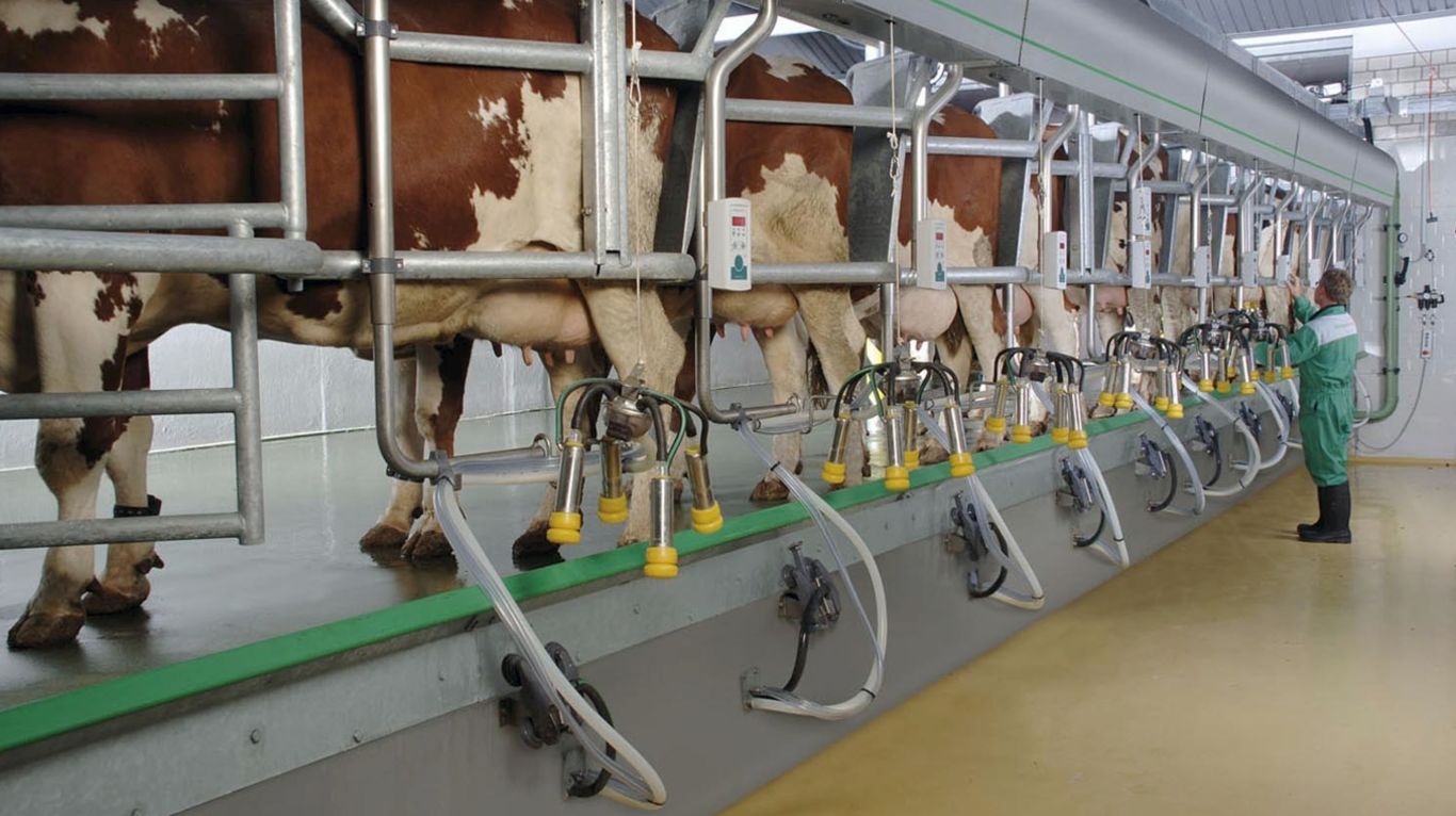 Воронежские аграрии произвели более 200 тыс. тонн молока