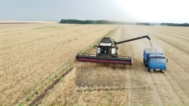 Воронежские аграрии завершили половину уборочной кампании: собрано 2,9 млн тонн зерна  