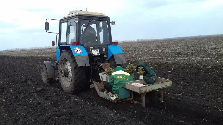 «Воронежский лесопожарный центр»: итоги осенней посадки