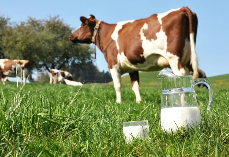 Показатели надоя молока растут