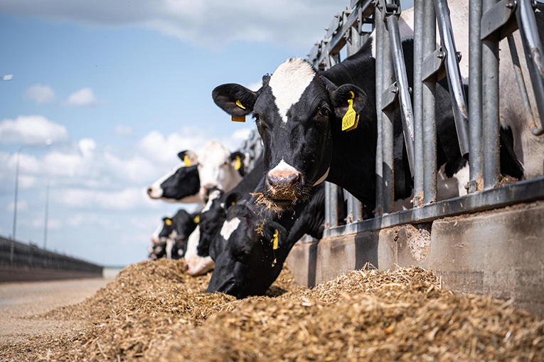 «ЭкоНива»: в топ-10 лидеров по продуктивности молочного стада 