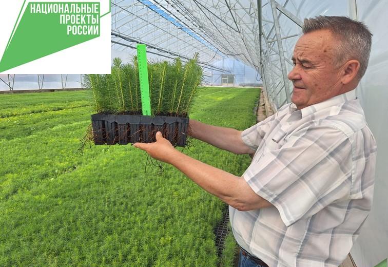 Два миллиона сеянцев сосны вырастили в Воронежском лесопожарном центре