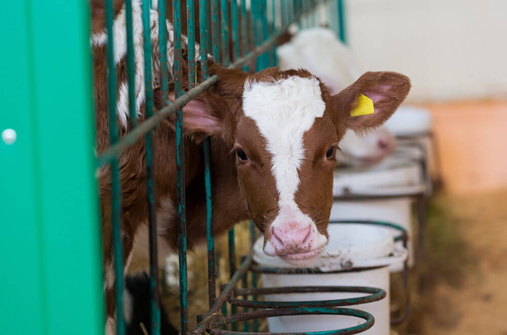 В Воронежской области будет построена новая молочная ферма