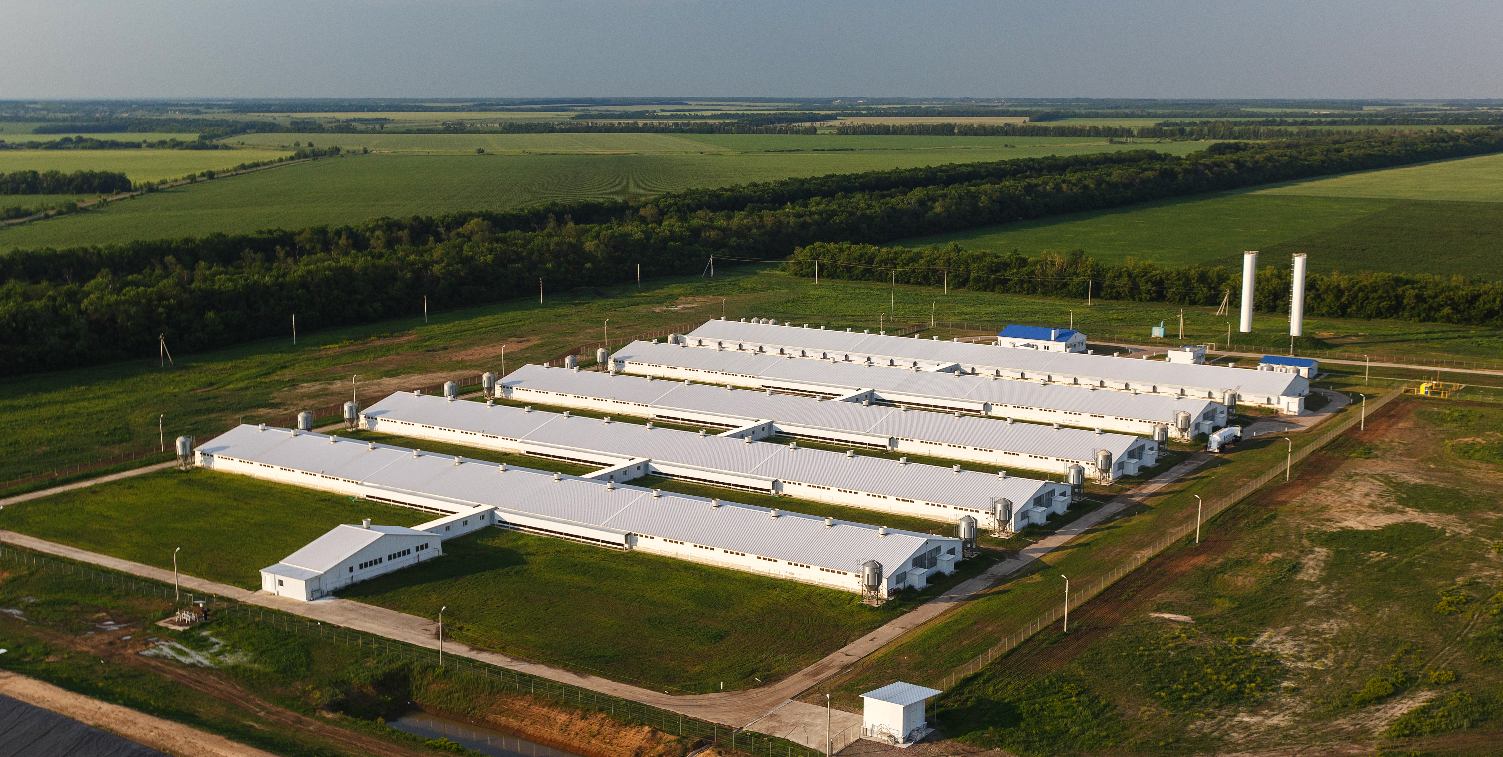 Воронежская компания показала максимальный прирост в рейтинге крупнейших производителей свинины