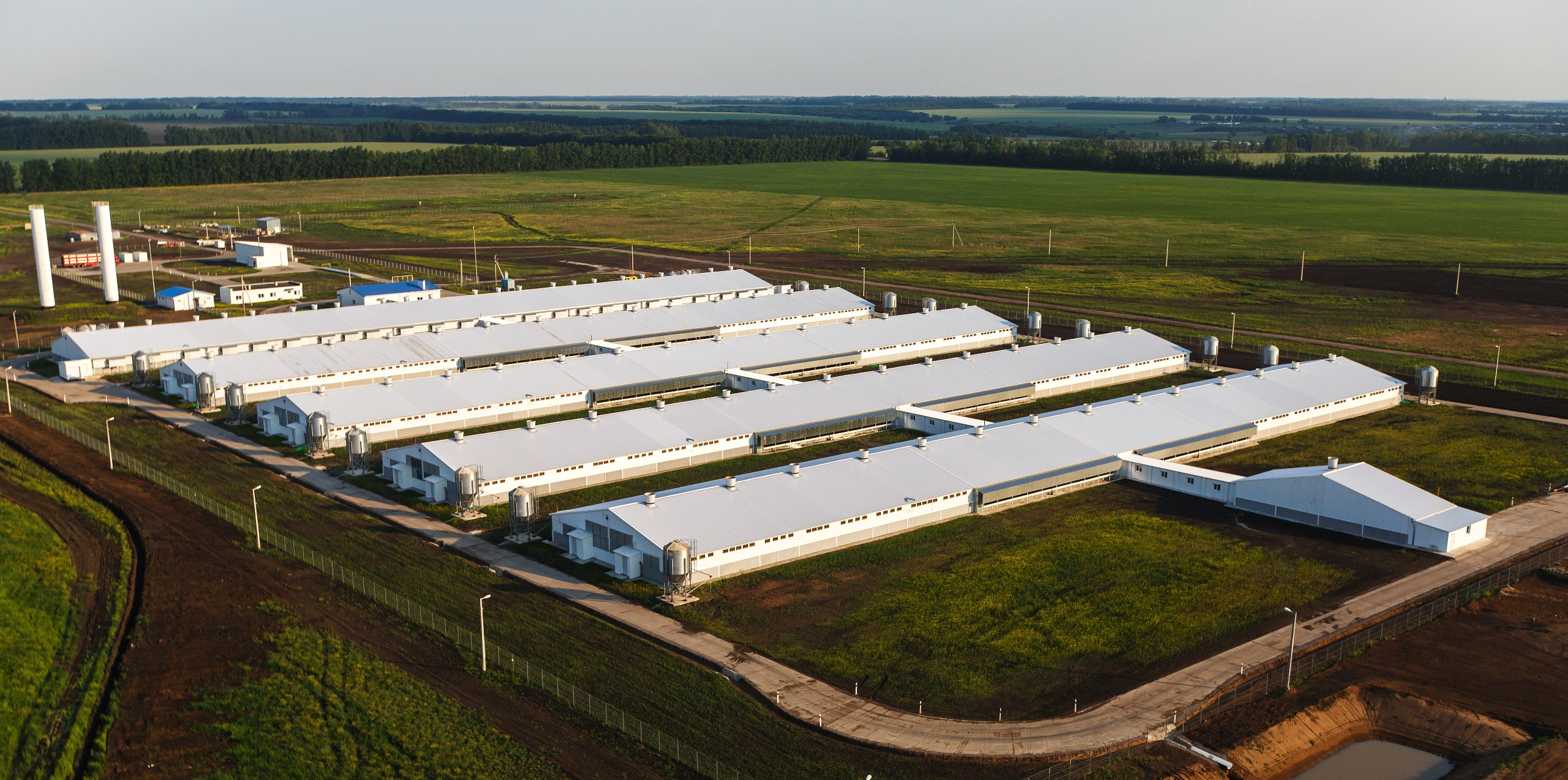 АГРОЭКО увеличила производство свинины на 14 тыс. тонн