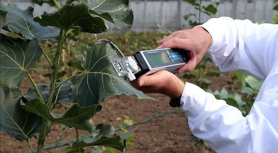 ВГЛТУ: зарегистрирован новый климатический проект «Зеленый щит»