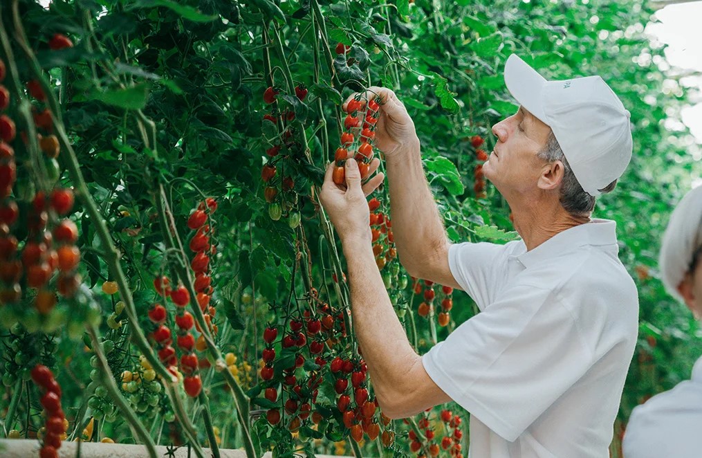 Воронежская область вошла в топ-10 регионов России по наращиванию урожая тепличных овощей