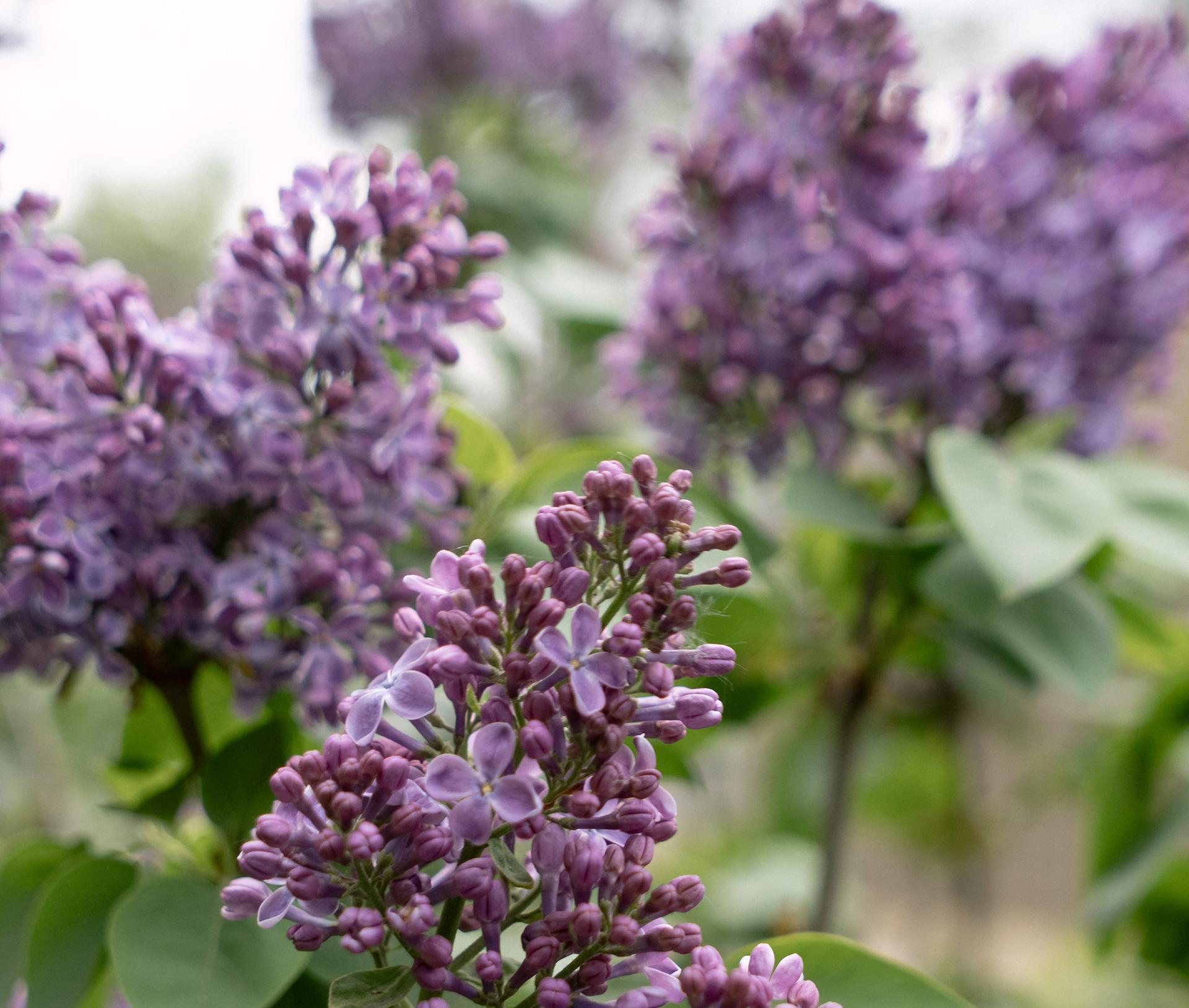 В Воронеже появилась сиреневая аллея от СИБУРа