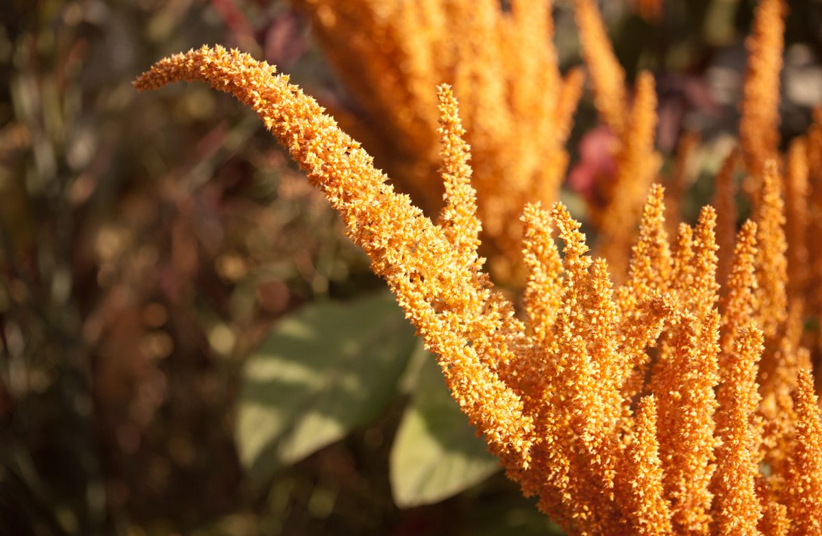  «Русская олива»: открытие предприятия по переработке амаранта запланировано на ноябрь