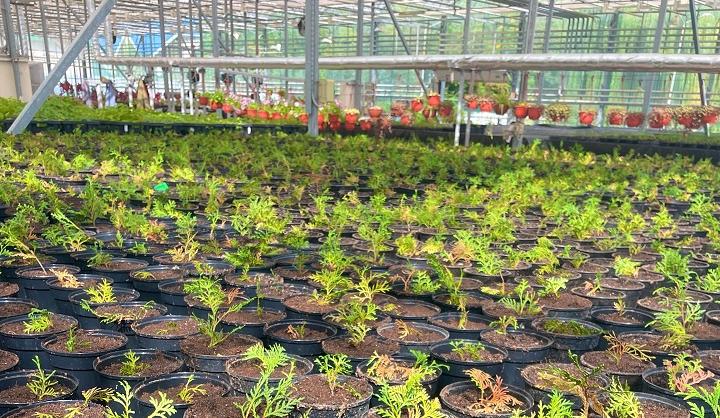 ВГЛТУ: внедрение инновационных методов размножения ценных пород растений