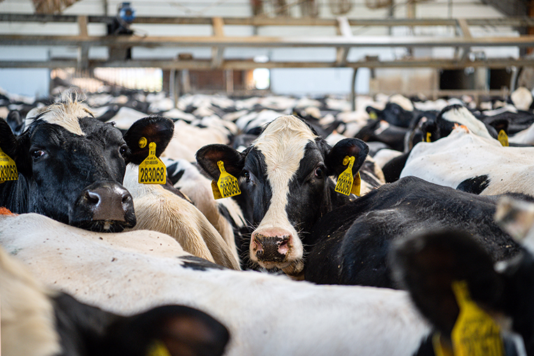 «ЭкоНива»: компания в десятке лидеров по продуктивности молочного стада