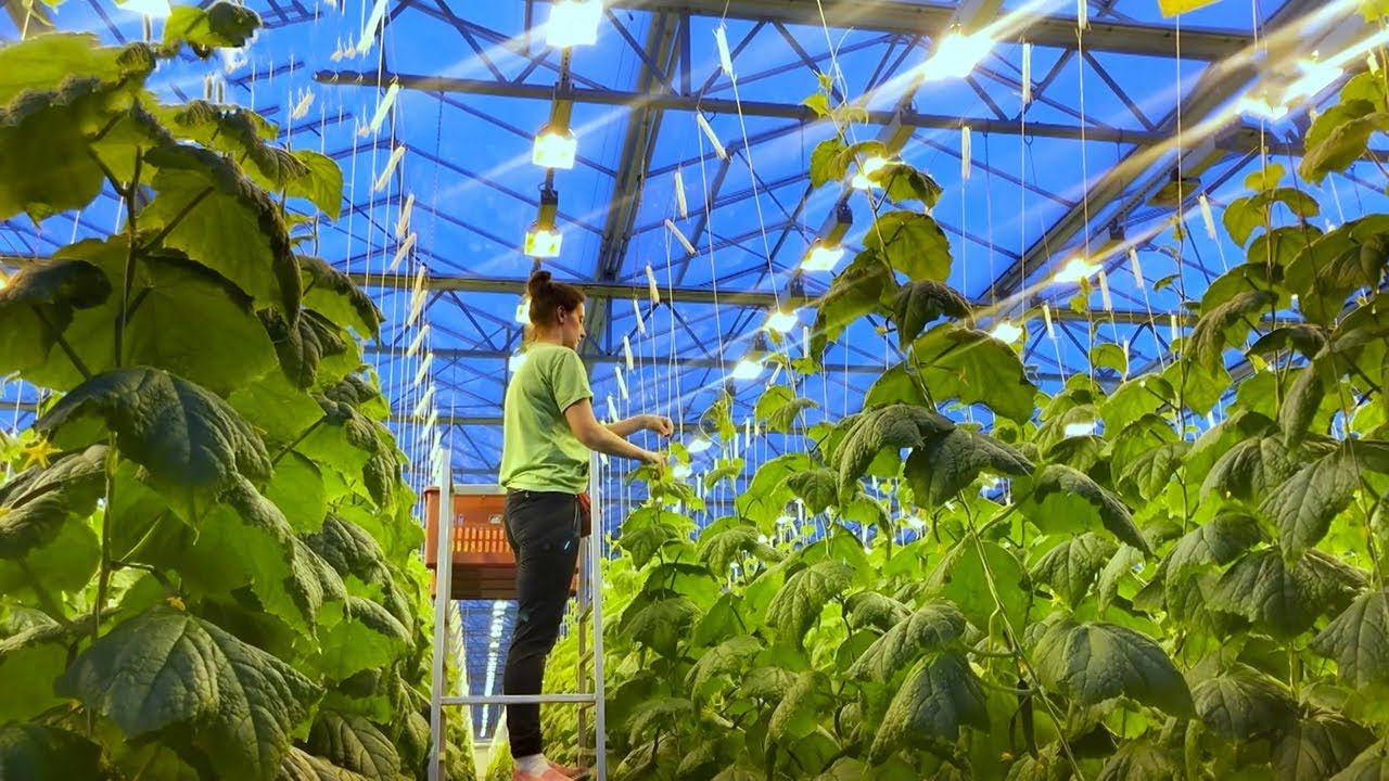 Воронежская область сохраняет лидерство в производстве органической продукции