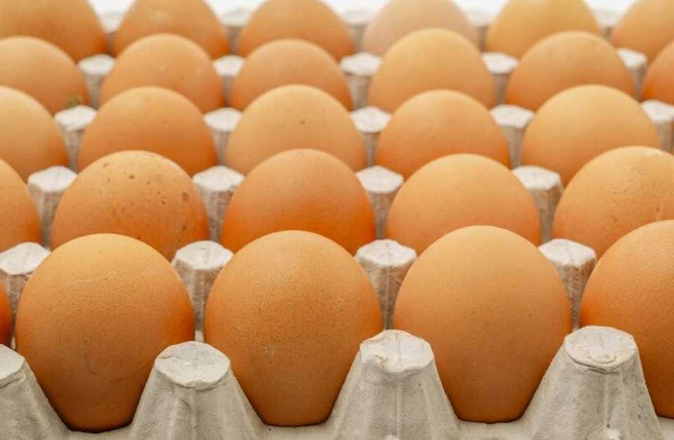 Производство яиц в Воронежской области существенно выросло